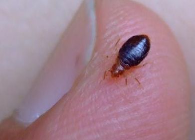 Home remedies for bed bugs - natural extermination