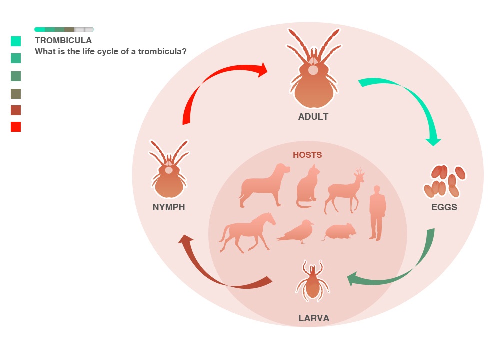 Chiggers life cycle