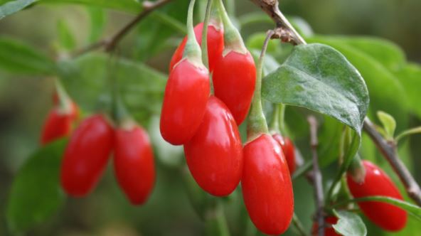 Goji berries for increasing HGH naturally
